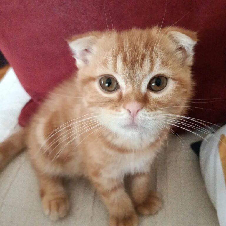 Scottish Fold